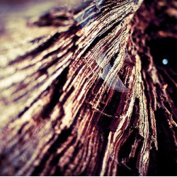 Holz: Dichte und elastomechanische Eigenschaften